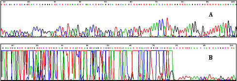 Fimers Sequencing Traces